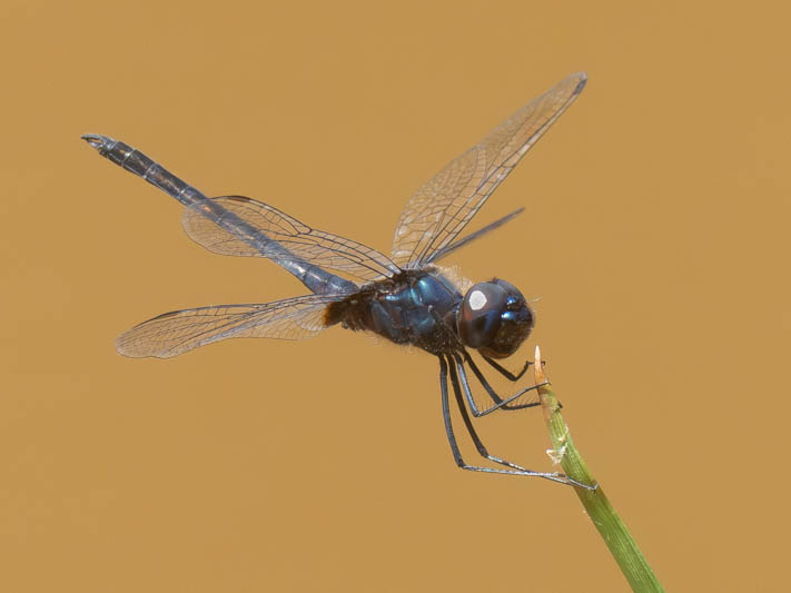 Idiataphe cubensis (Metallic Pennant) male.jpg